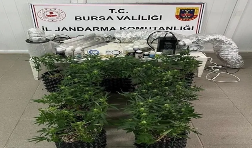 Bursa İnegöl'de evde esrar üretimine Jandarma baskını