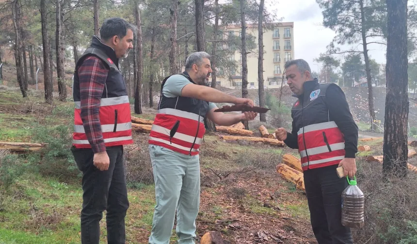 Hatay'da mücbir ağaç kesimlerine 'Tabiatı Koruma'dan açıklama