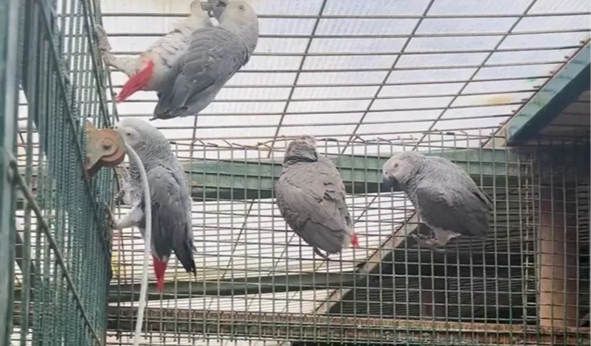 İstanbul'da kaçak yaban hayvanı operasyonu... 20 Afrika gri papağanına el konuldu
