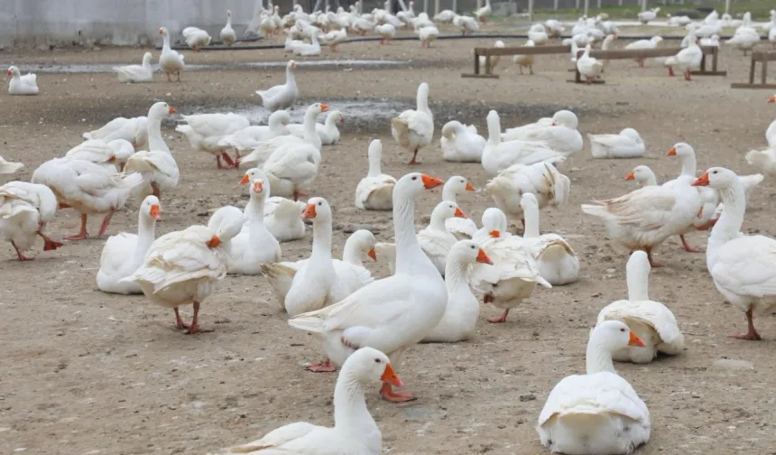 Ordu'da kaz yetiştiriciliği büyüyor