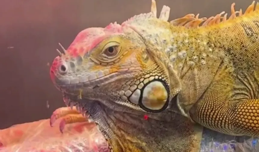 Samsun'da CITES operasyonu... 3 egzotik hayvana el konuldu