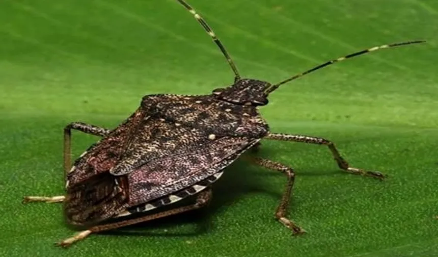 Bu böceği gördüğünüz yerde imha edin!