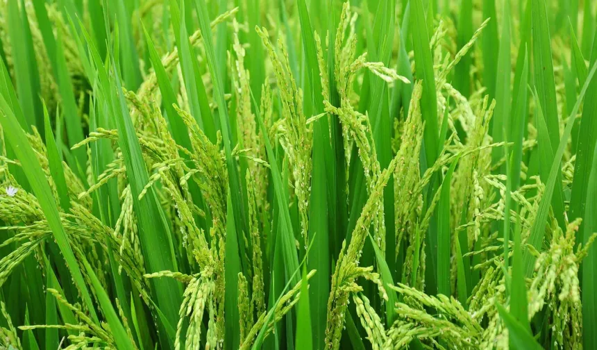 Edirne'de 2026 çeltik ekim başvuruları başladı