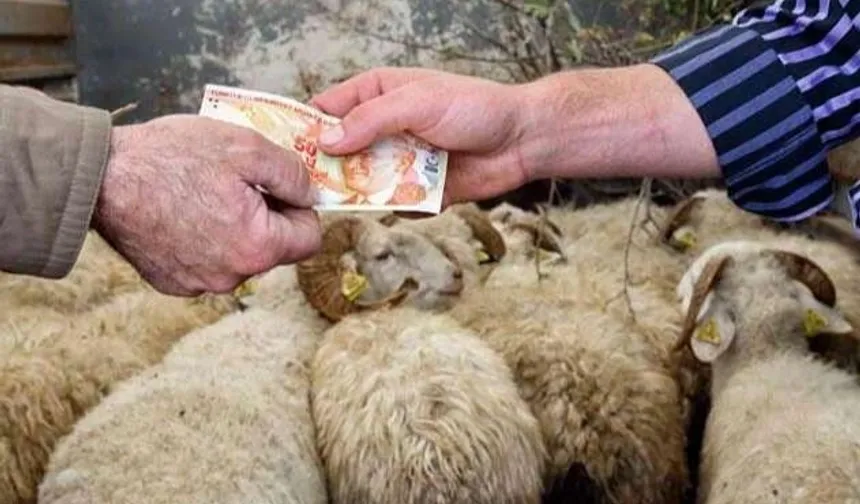 İstanbul'a kurbanlık girişleri 11 Mayıs'ta başlıyor