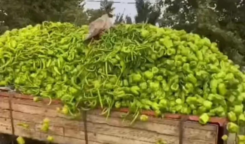 Bursa'daki 'biber' görüntülerine bakanlıktan yalanlama