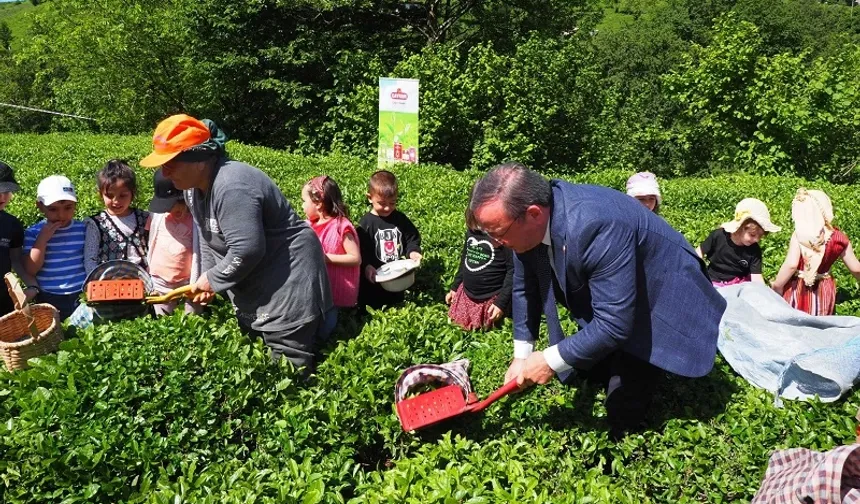 Çay İşletmeleri'ne personel atamalarında 40 yaş şartı aranmayacak