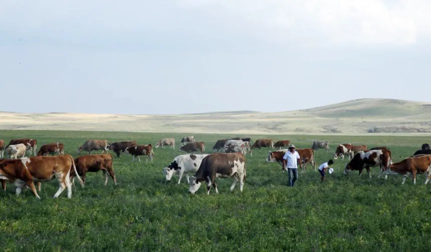 Kars Ani'de meralar yasaklandı mı? Açıklama geldi