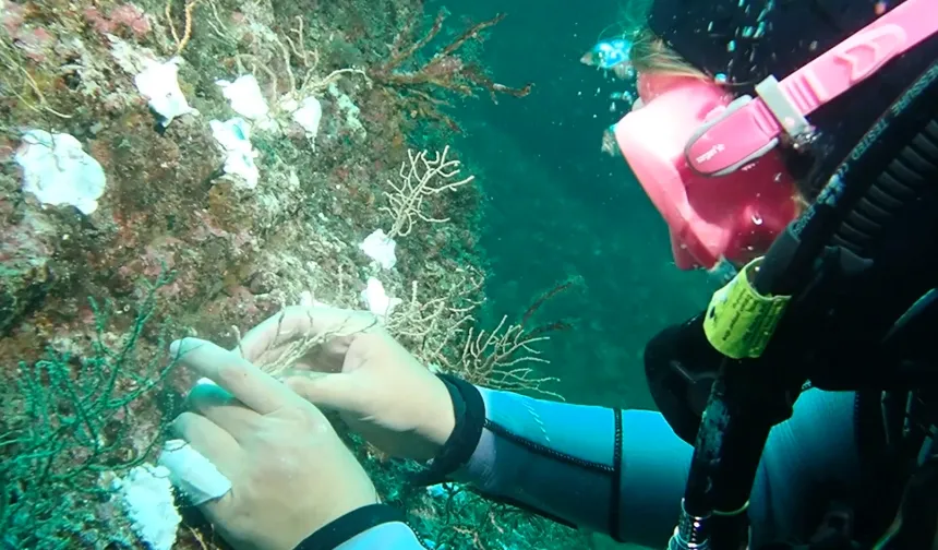 Marmara'da mercan seferberliği! Hasarlı resifler yeniden canlanacak