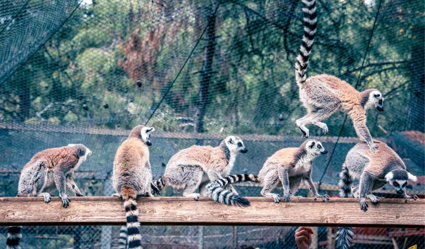 Lemur ailesinin yeni üyesi sevimli 'Zabumafu' oldu