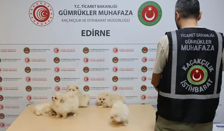 Kapıkule'de Kaçakçılık Operasyonu: 6 Pomeranian Yavrusu Ele Geçirildi