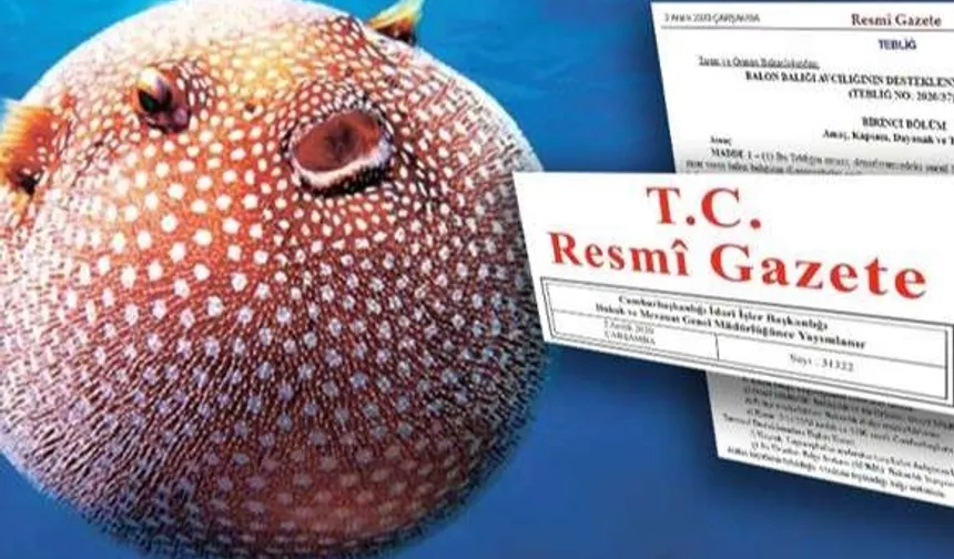 Balon Balığı Avcılığı Destekleri Artırıldı