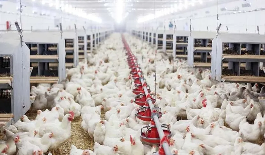 TÜİK Mayıs 2026 Kümes Hayvancılığı Verileri: Yumurta Artışta