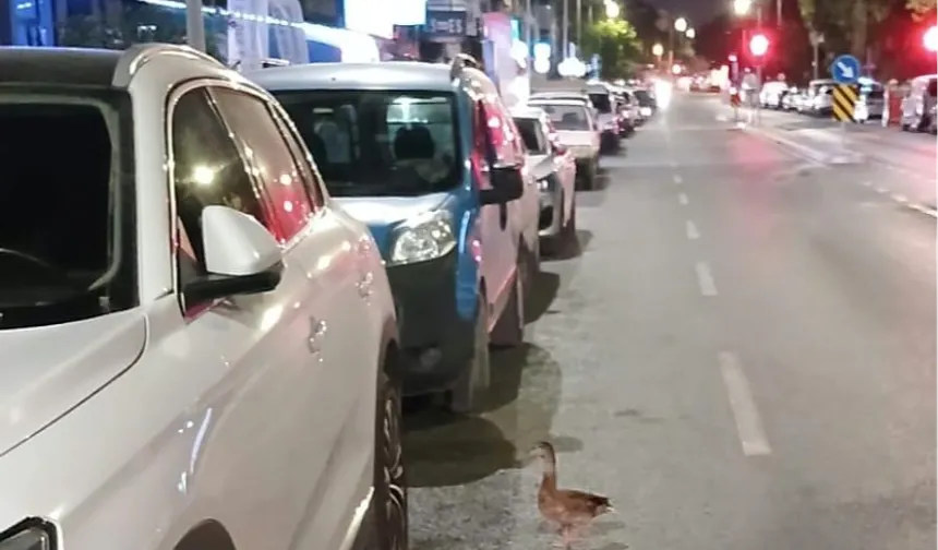 Trafiği durdurup ördeği kurtardılar