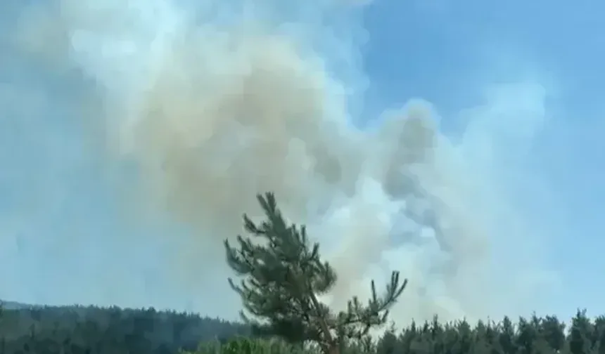 Bursa'da 3 noktada orman yangını