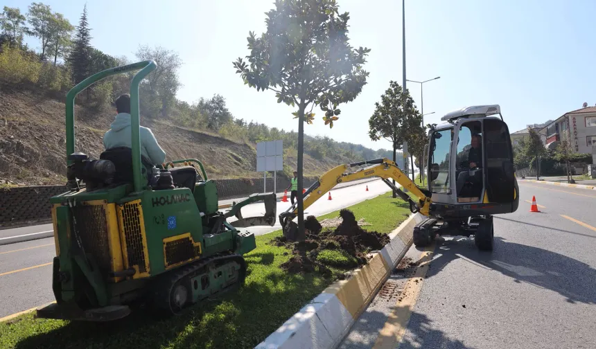 Sakarya'da ağaçlar o kazı için titizlikle taşınıyor