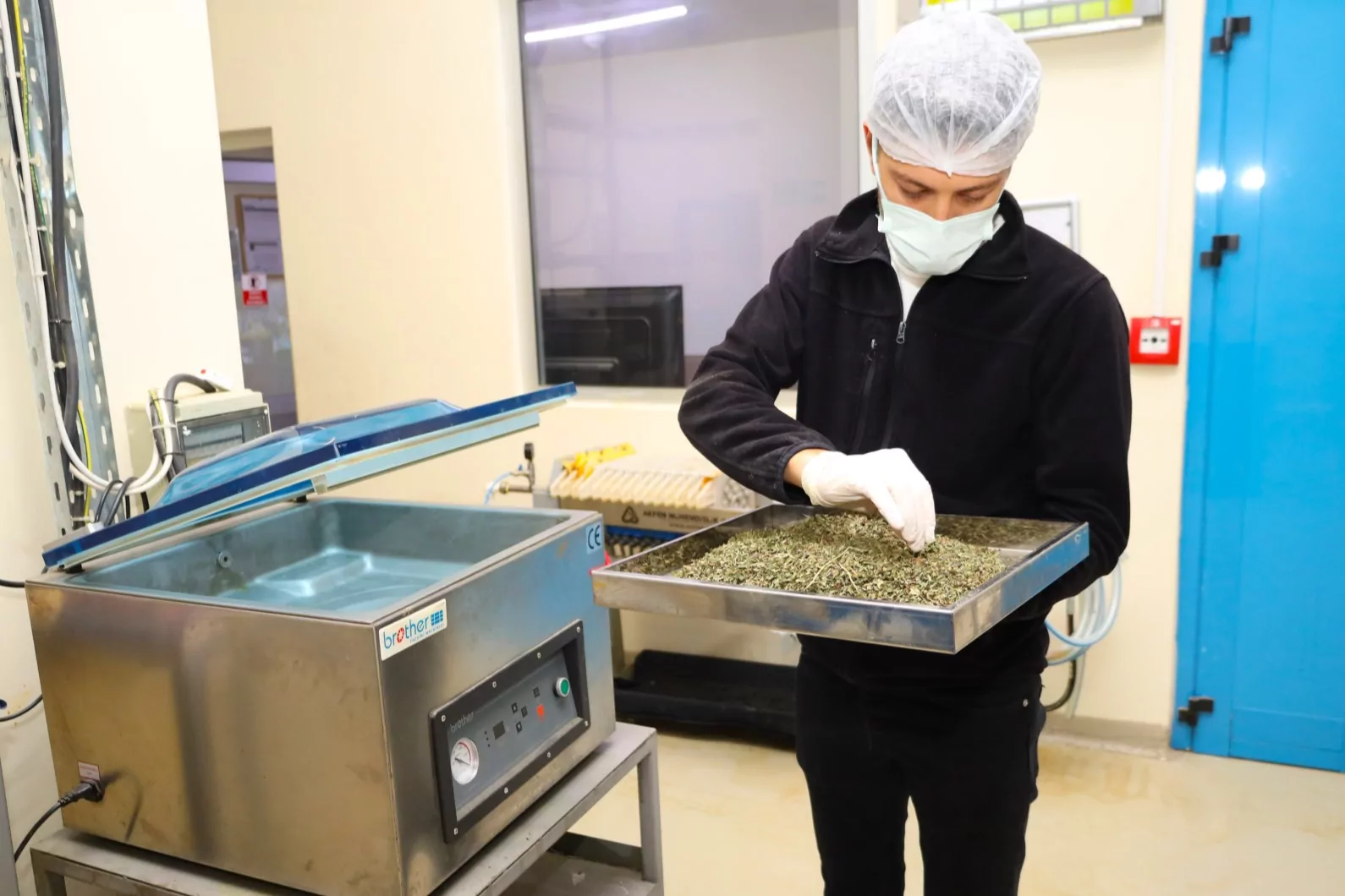 Tarladan Türkiye'ye Ormanya imzası... Tıbbi ve aromatik bitkiler değer kazanıyor